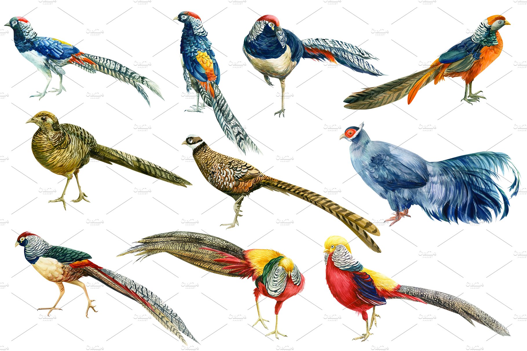 Watercolor birds, pheasant preview image.