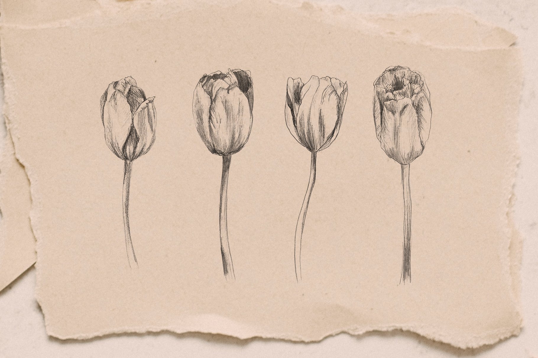 Botanical pencil sketches preview image.