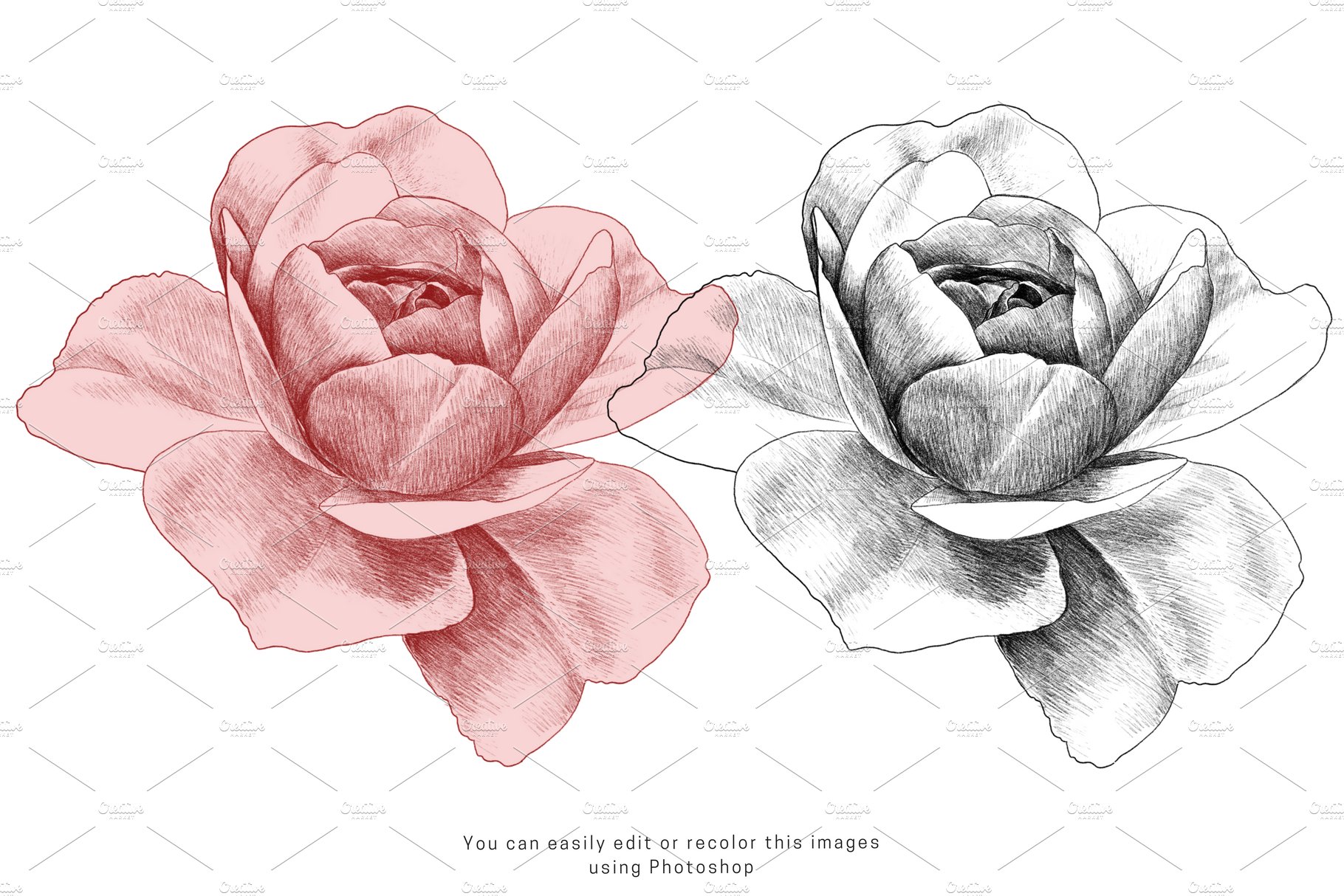 Roses pencil drawing preview image.