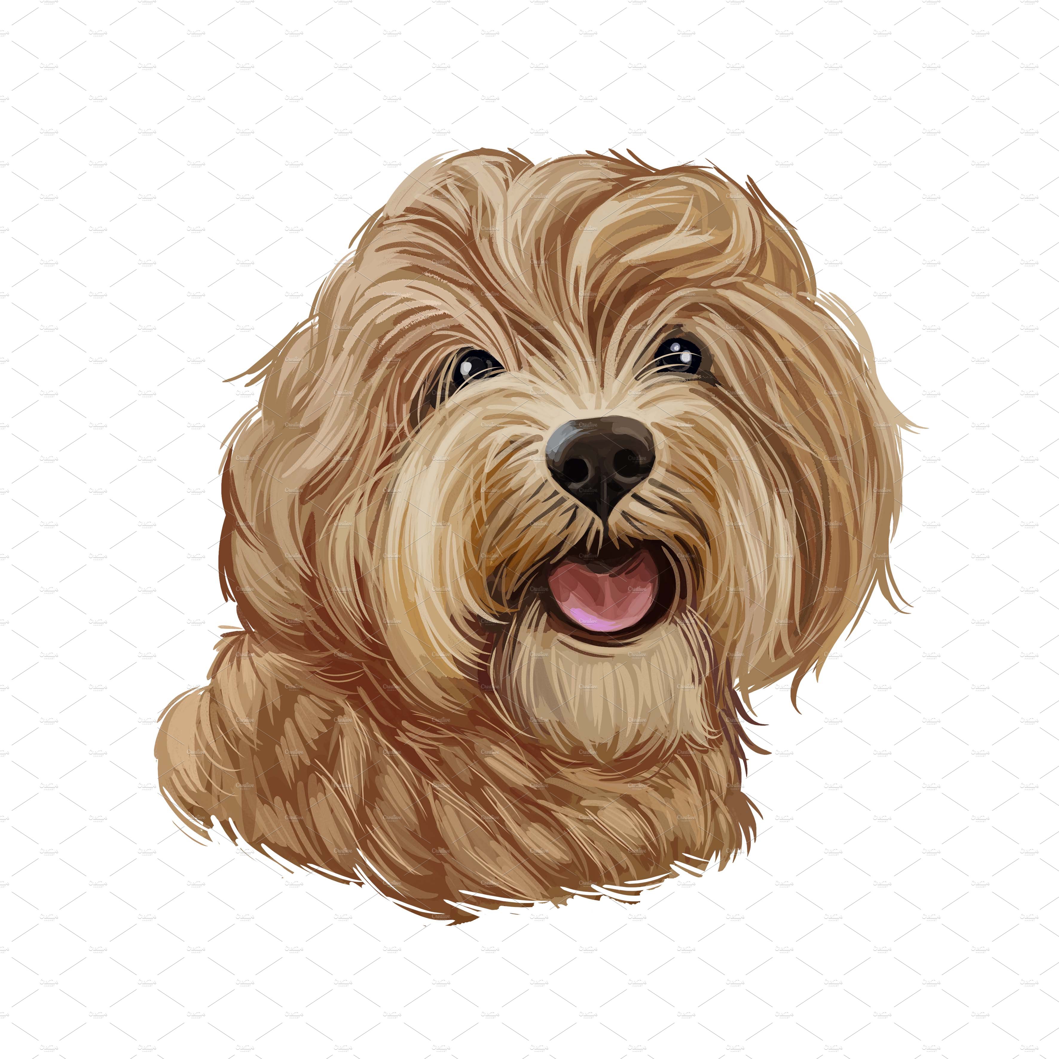 3. cavapoo dog 28229 637