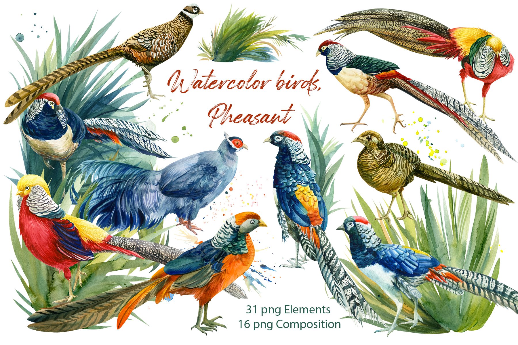 Watercolor birds, pheasant cover image.