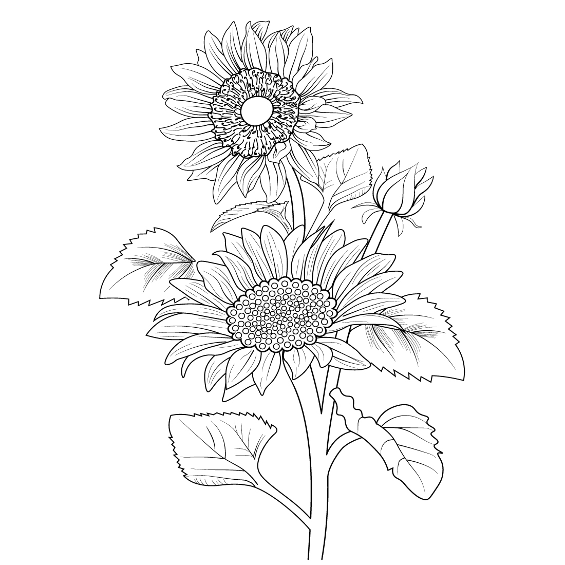 Sunflower Line Drawing · Creative Fabrica