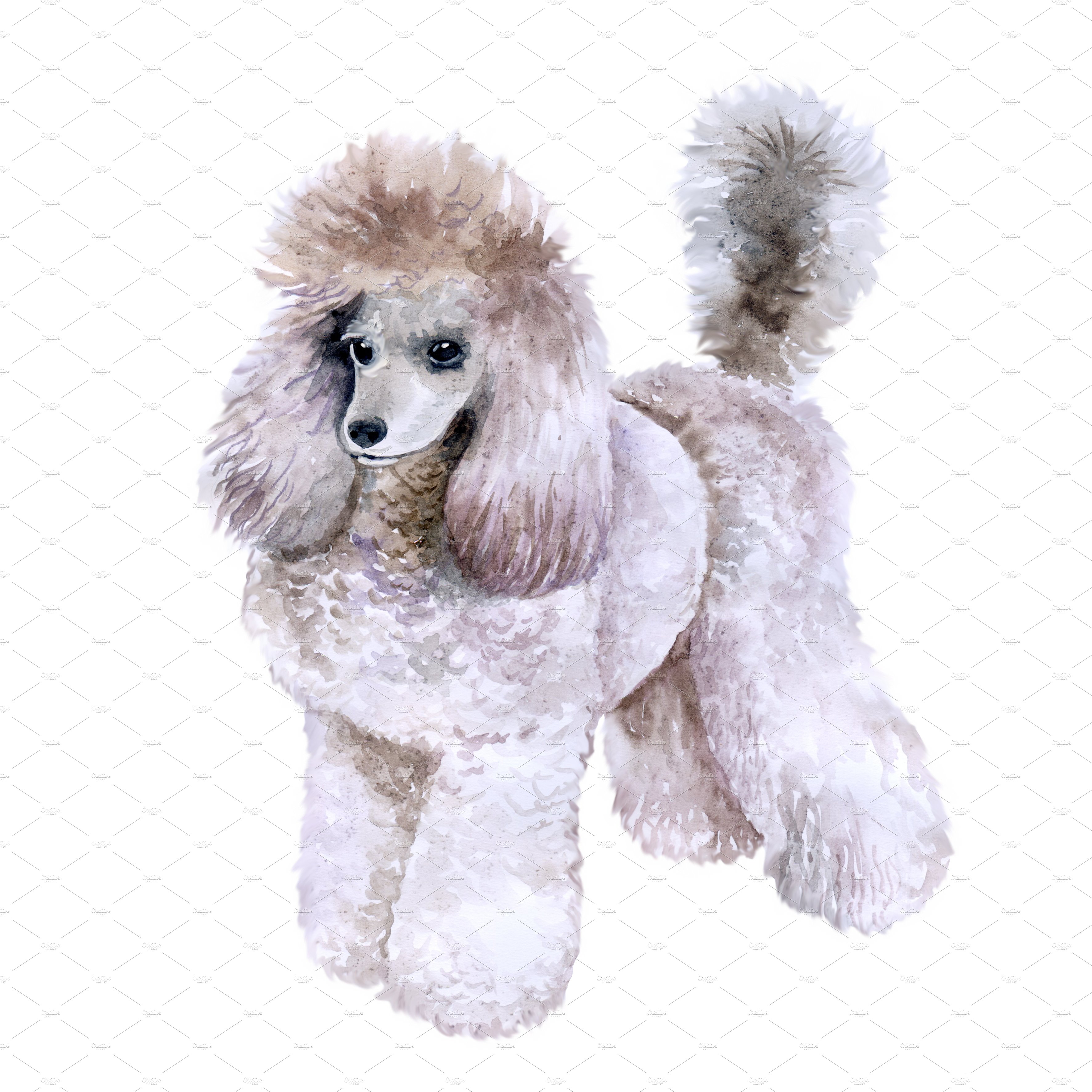 41. king poodle 28129 png 820