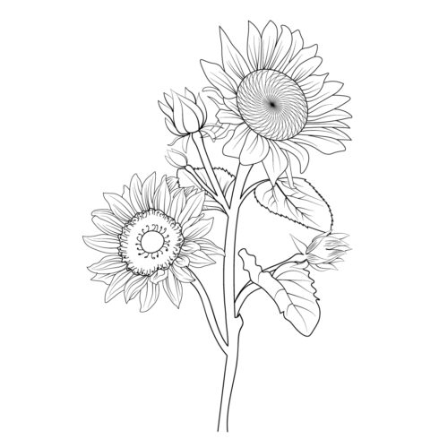 Botanical vintage sunflower line art, sunflower vector illustration, a branch of sunflower, hand drawing sunflower, vintage sunflower illustration black and white, sunflower coloring page for adults and children, sunflower drawing for coloring books cover image.