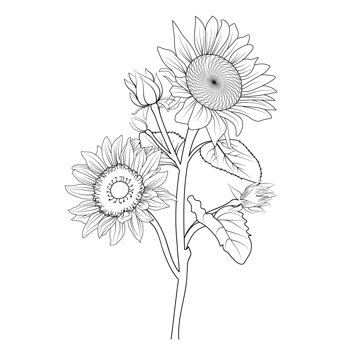 Botanical vintage sunflower line art, sunflower vector illustration, a branch of sunflower, hand drawing sunflower, vintage sunflower illustration black and white, sunflower coloring page for adults and children, sunflower drawing for coloring books preview image.