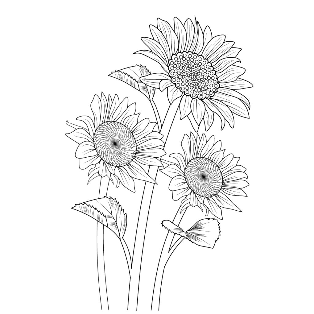 sunflower line art, floral vector illustration, vintage engraved style