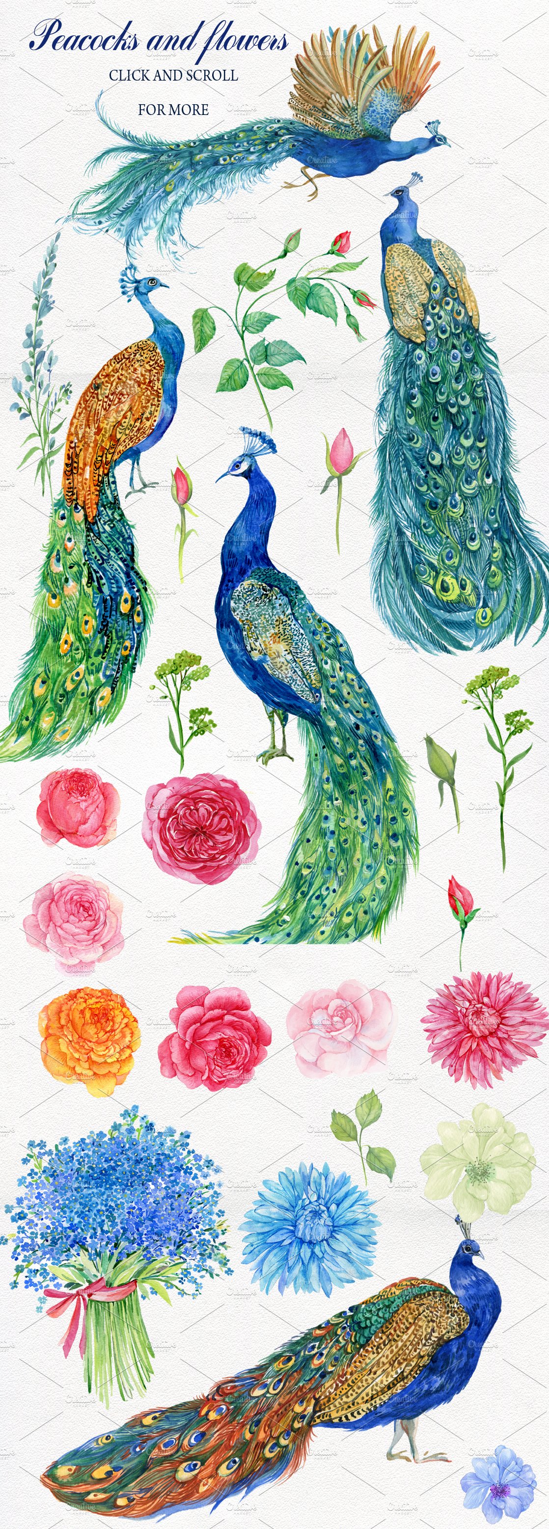 Peacocks and flowers/watercolor preview image.