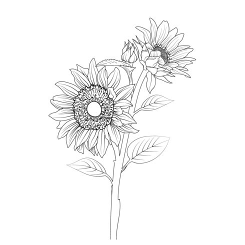 illustration sketch of hand-drawn sunflowers isolated on white spring flower and ink art style, botanical garden elements, botanical sunflower line art sunflower botanical sketch, engraved ink art style sunflower outline cover image.