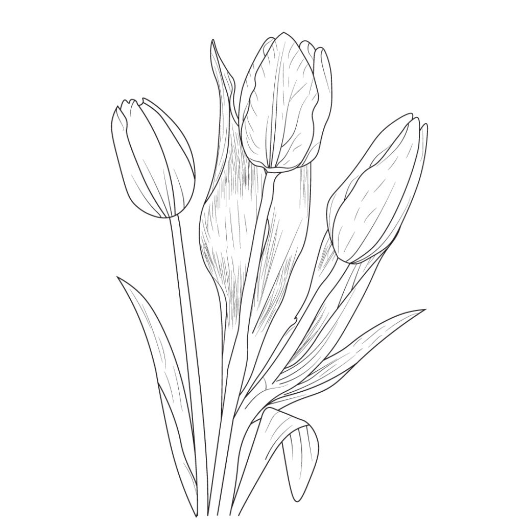 tulip illustration, tulip illustration black and white, botanical tulip ...