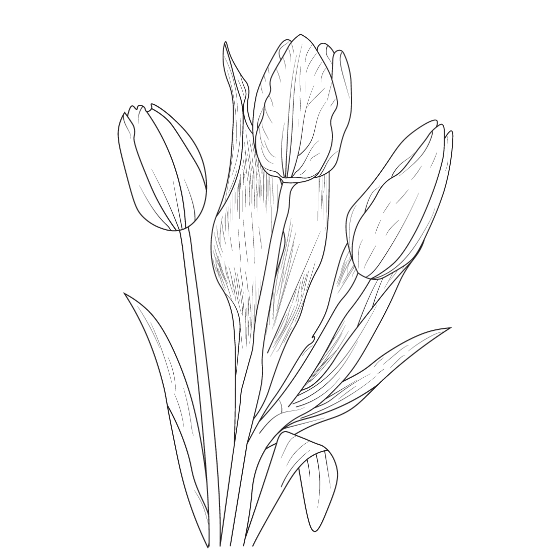 tulip illustration, tulip illustration black and white, botanical tulip