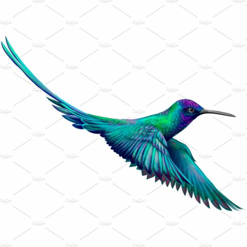 Hummingbird cover image.
