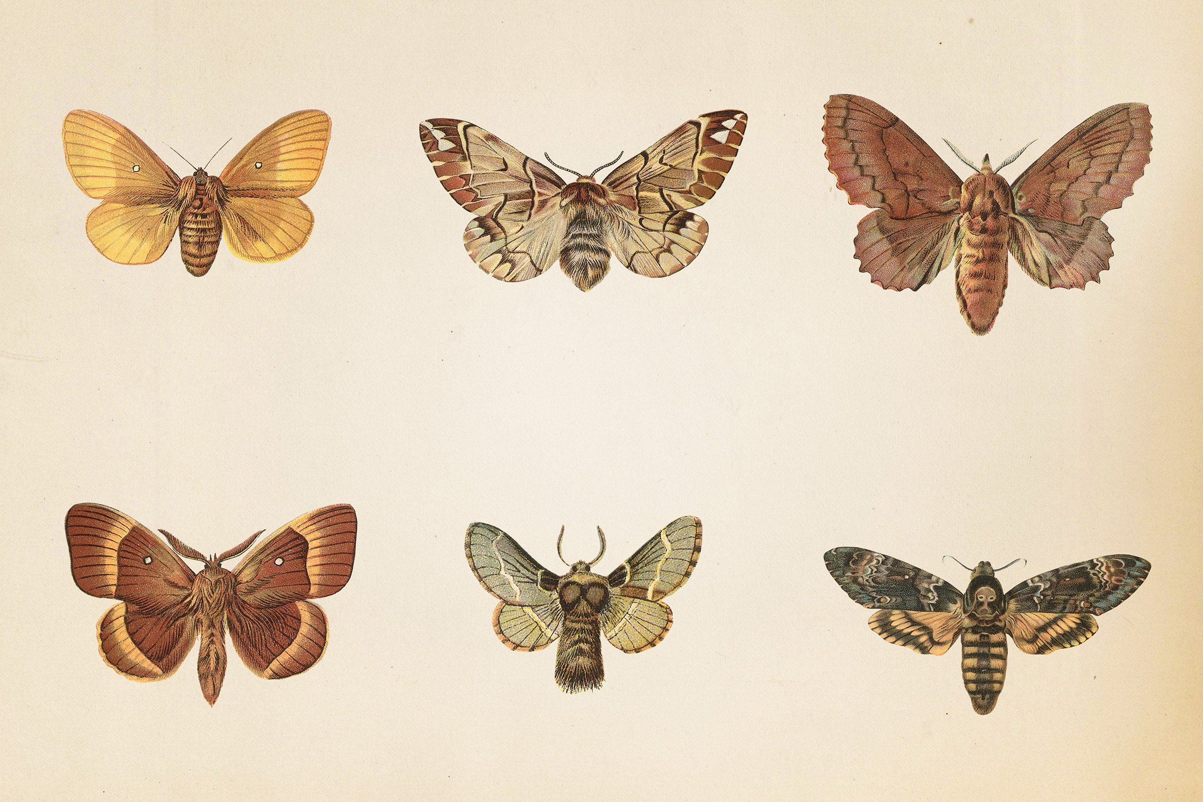 Vintage Moths Clipart preview image.