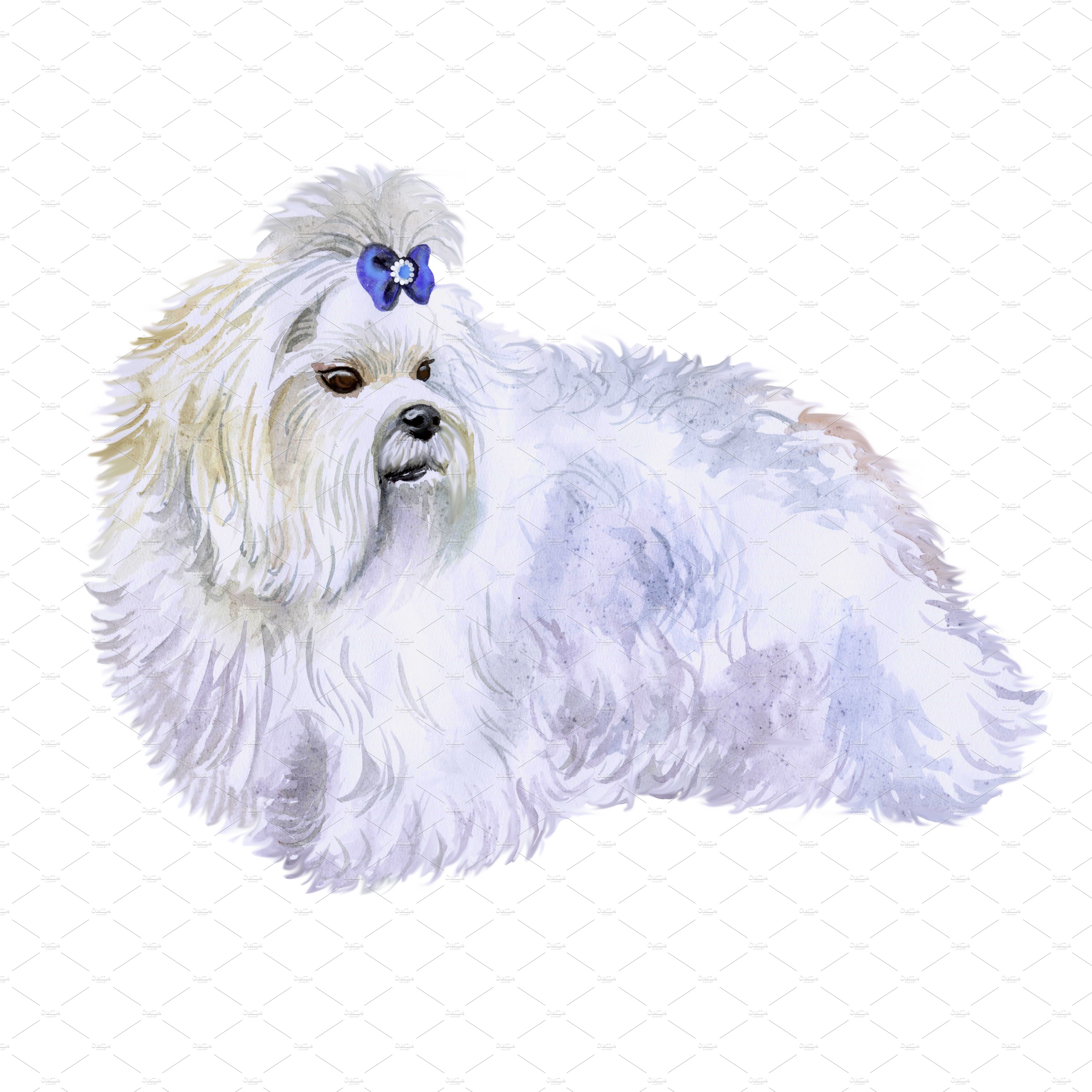 6. maltese dog with background 28229 66
