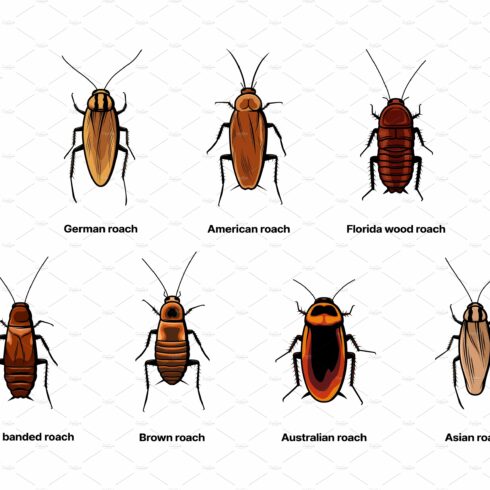 Cockroach set, insect roach cover image.