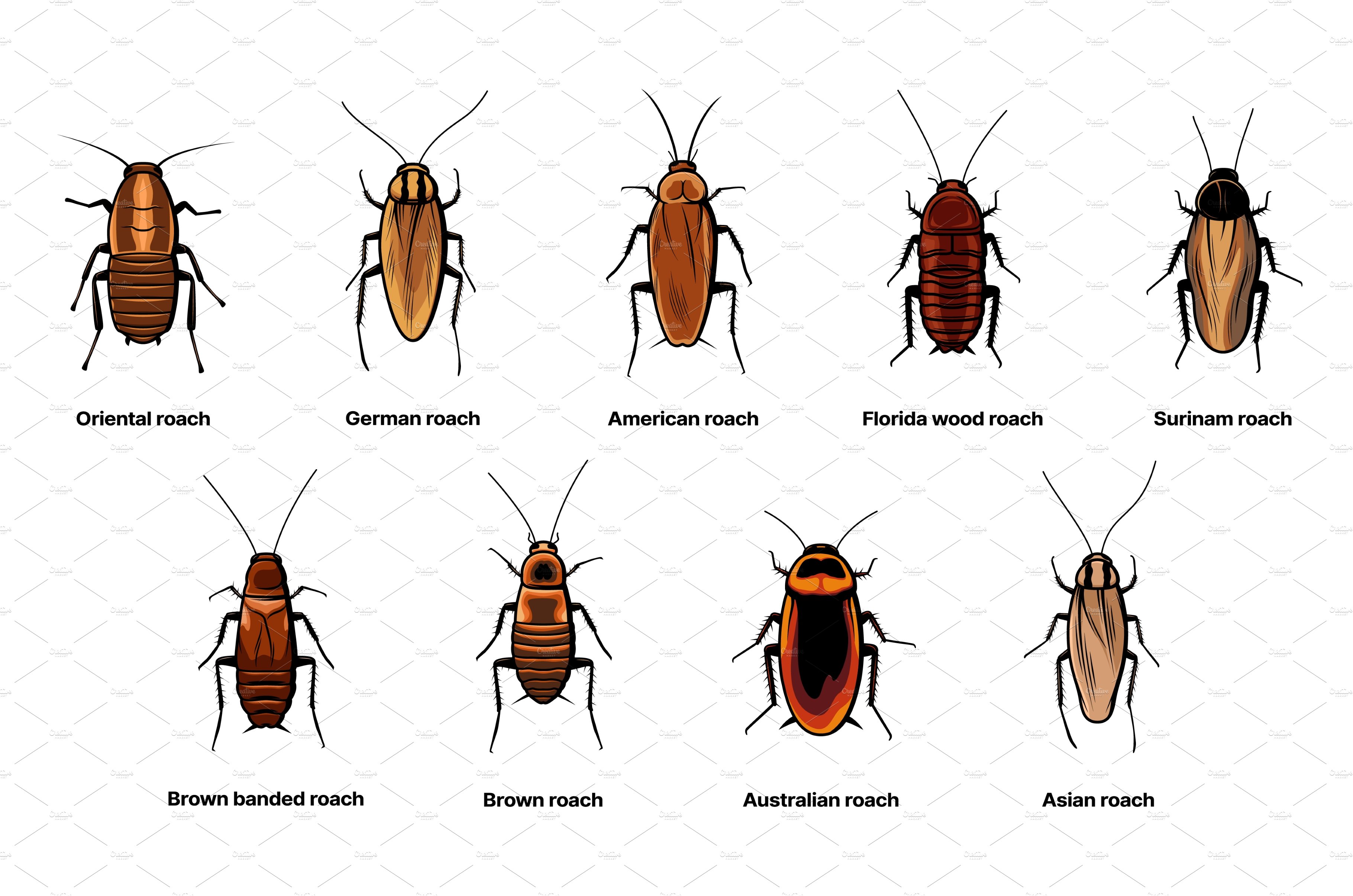 Cockroach set, insect roach cover image.