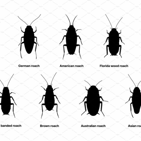 Cockroach silhouette, insect roach cover image.