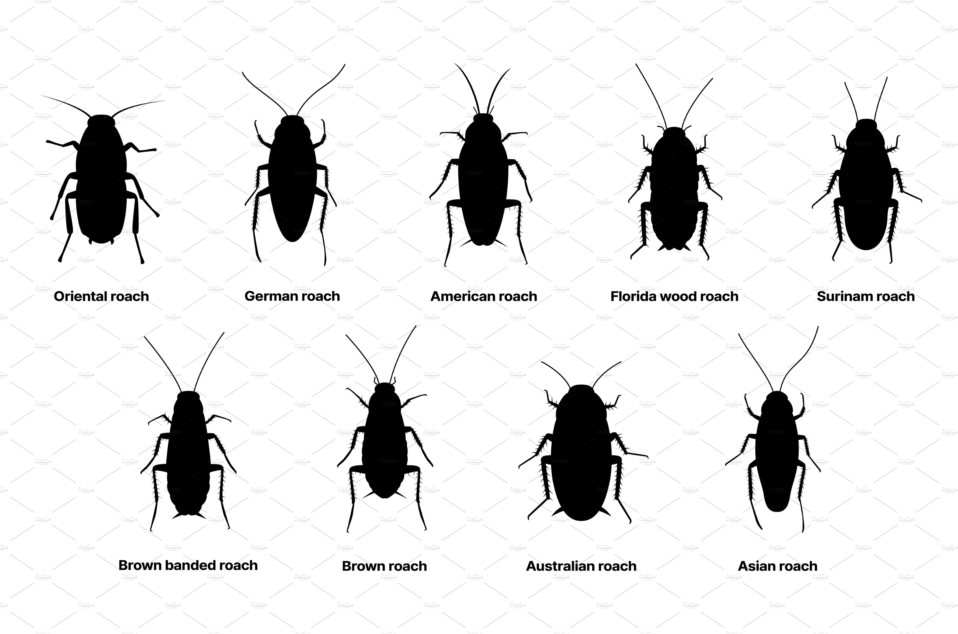 Cockroach silhouette, insect roach cover image.