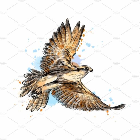 Falcon in flight cover image.