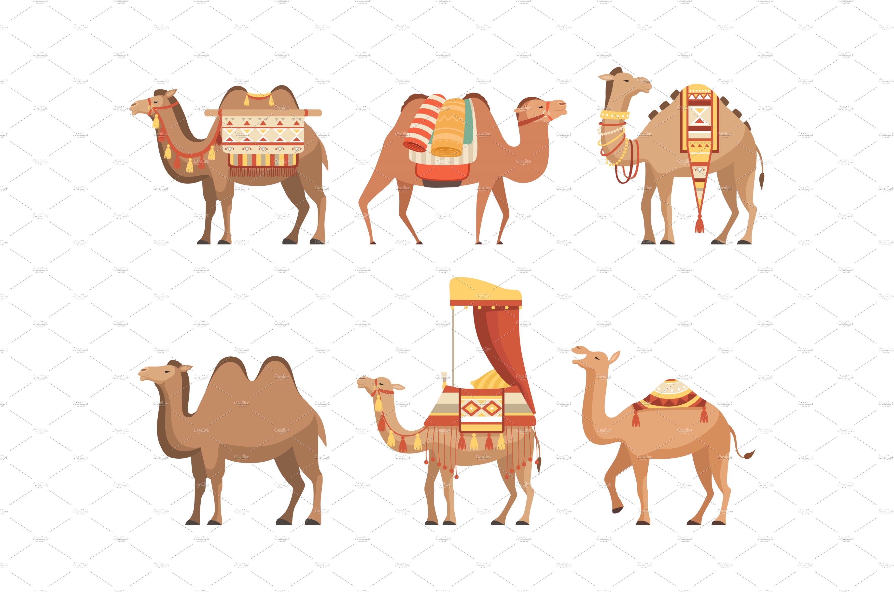 Set of camels. Wild and cover image.
