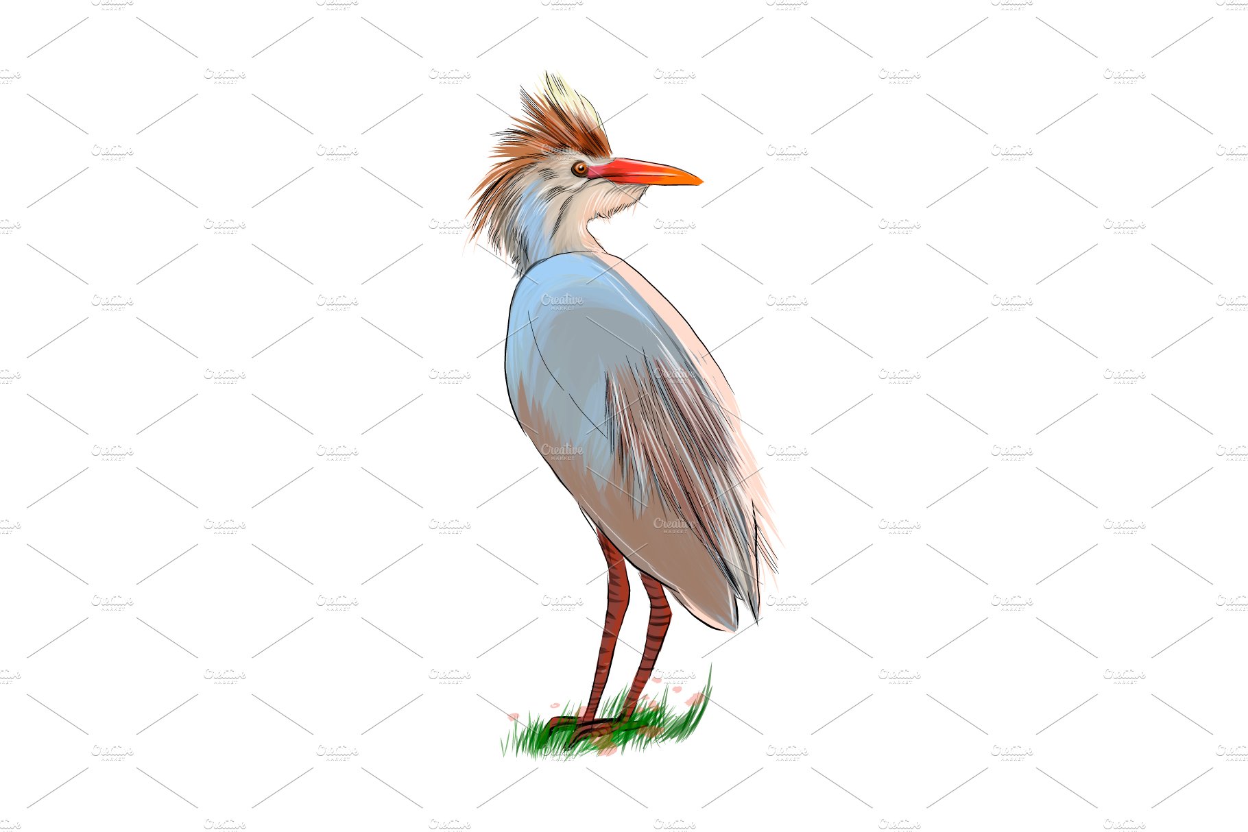 Egyptian heron, Great blue heron cover image.