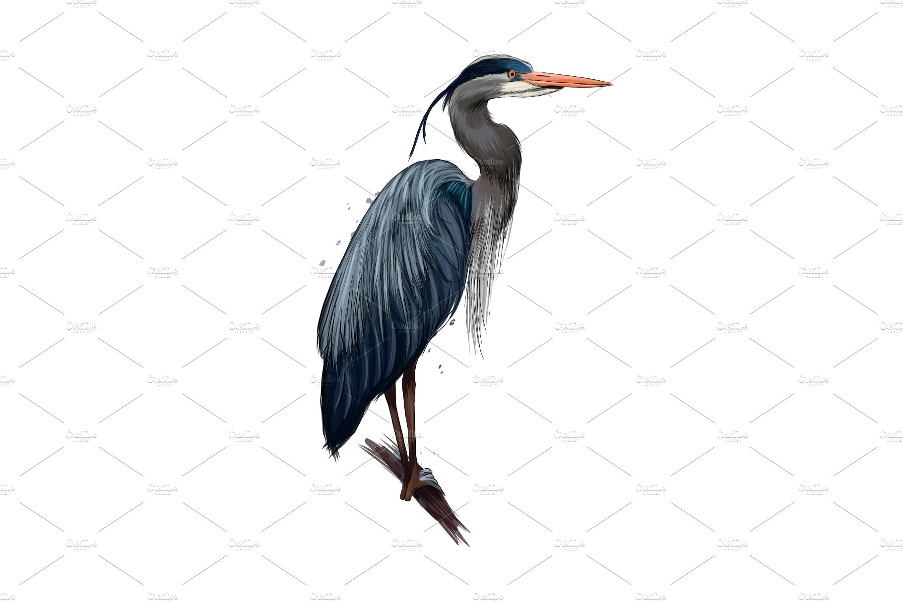 Egyptian heron, Great blue heron cover image.