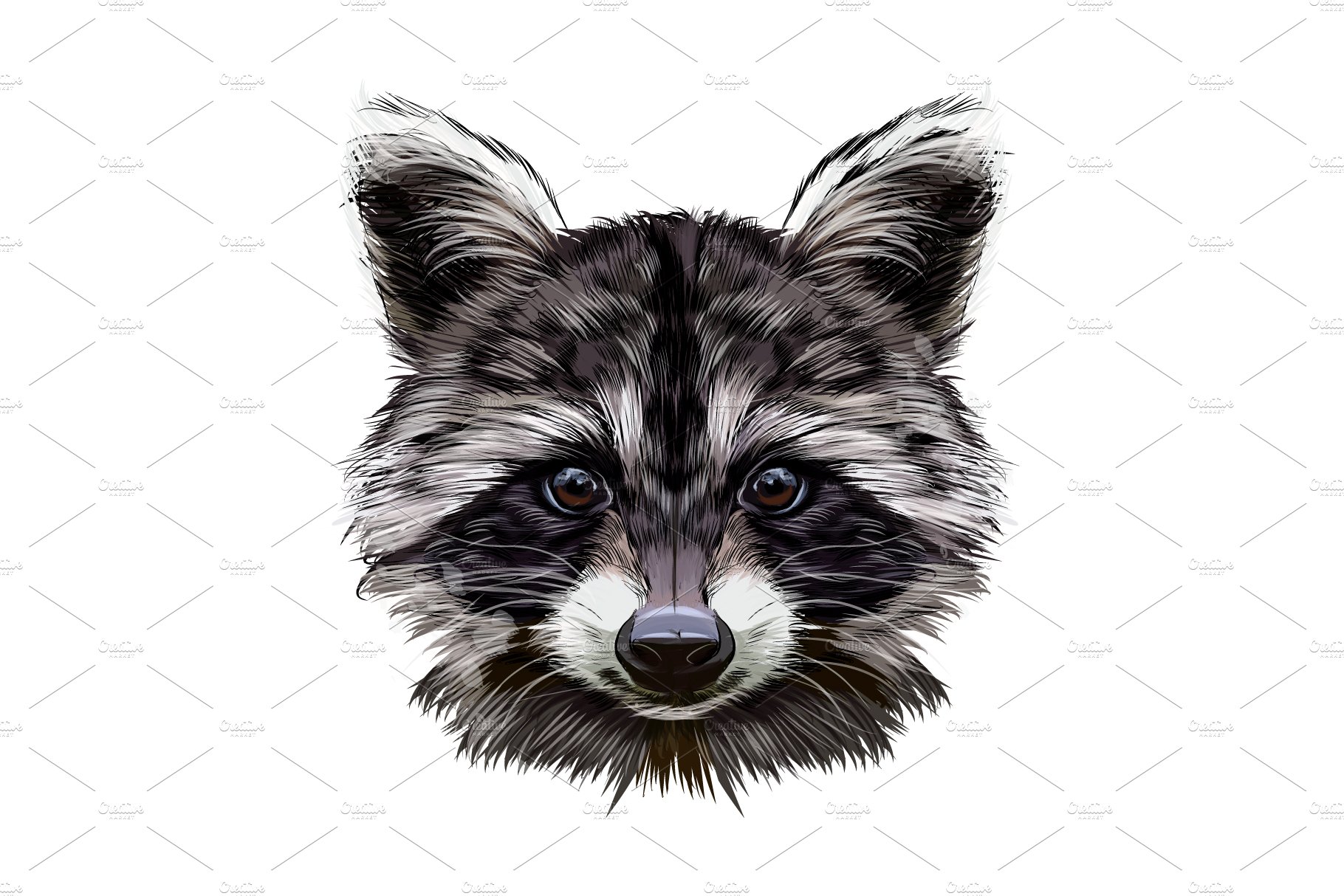 Portrait of a raccoon head cover image.
