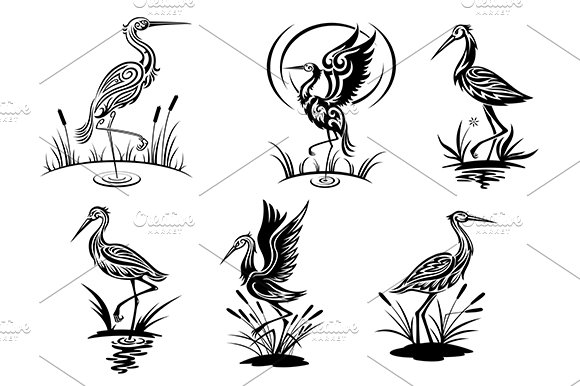 Stork, heron, crane and egret birds cover image.