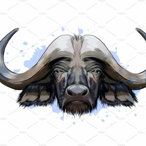 Bison, buffalo head portrait cover image.