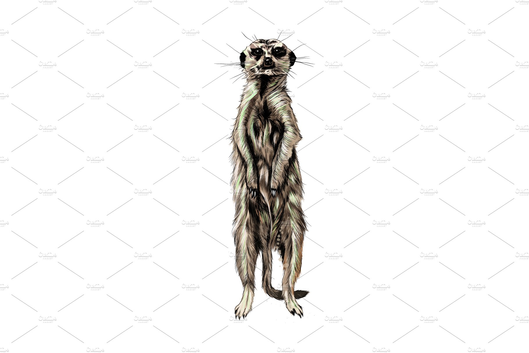 Meerkat from a splash of watercolor cover image.