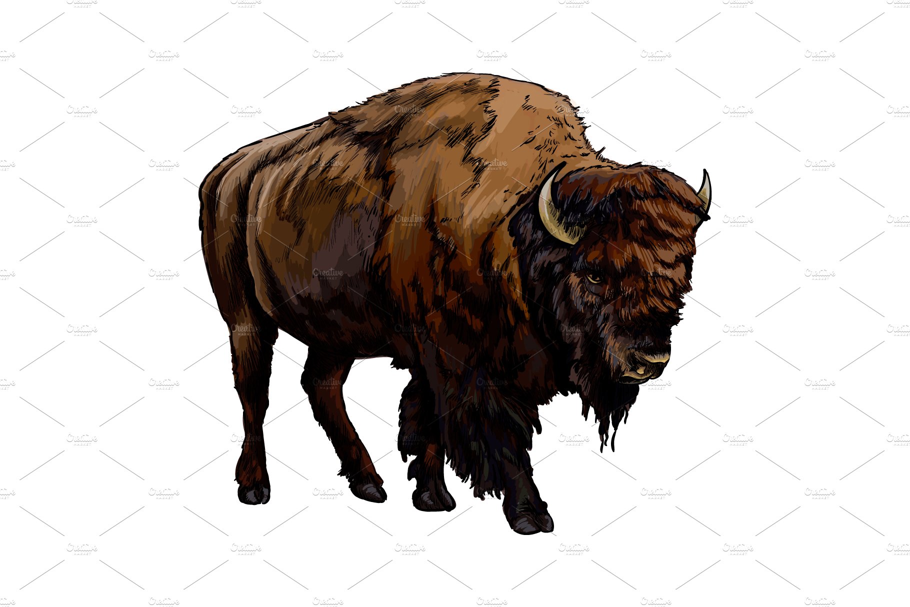 Bison, buffalo cover image.