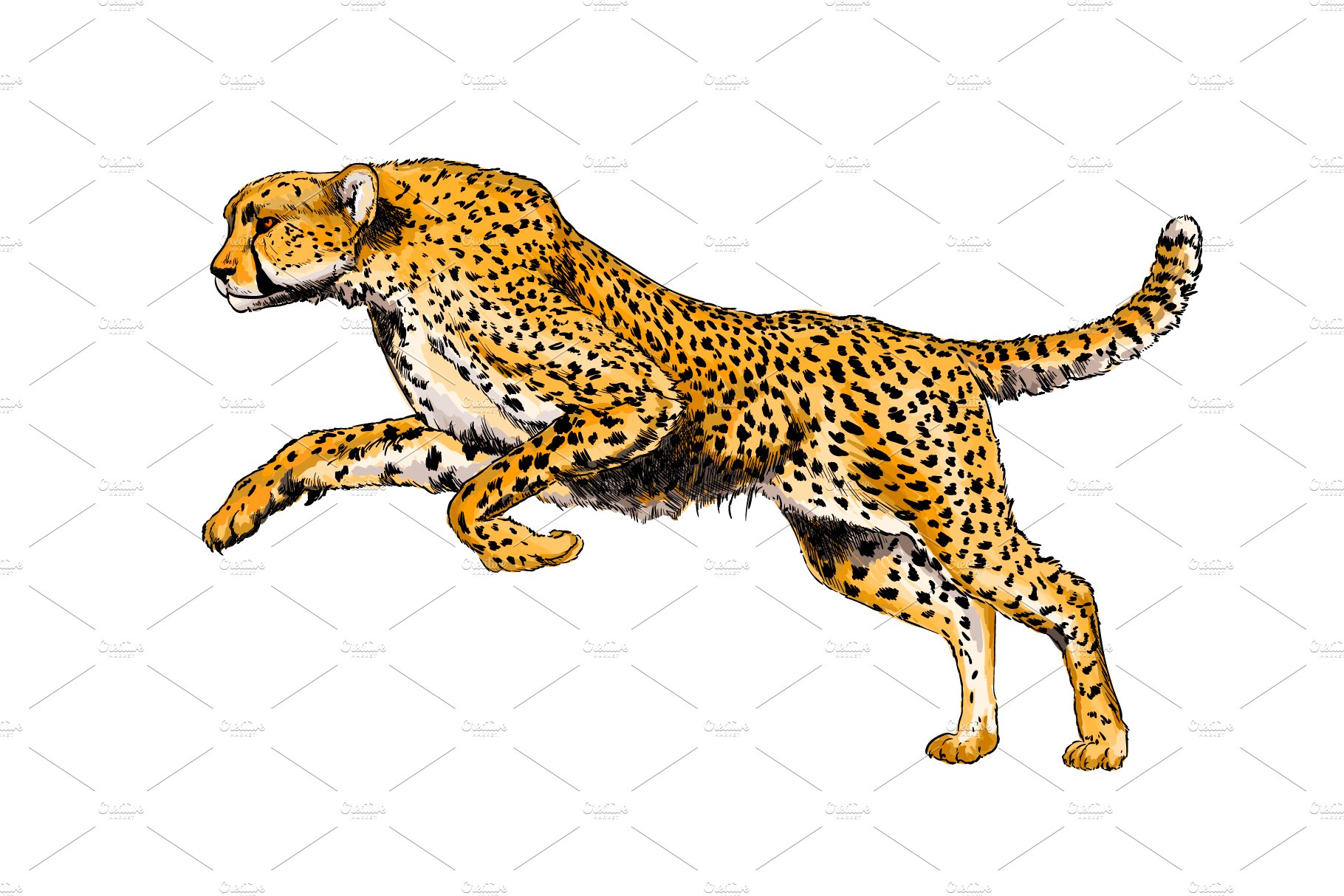 Cheetah from a splash of watercolor cover image.
