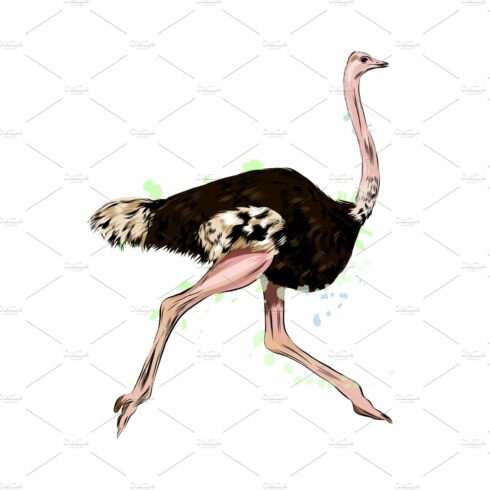 Ostrich from a splash of watercolor cover image.