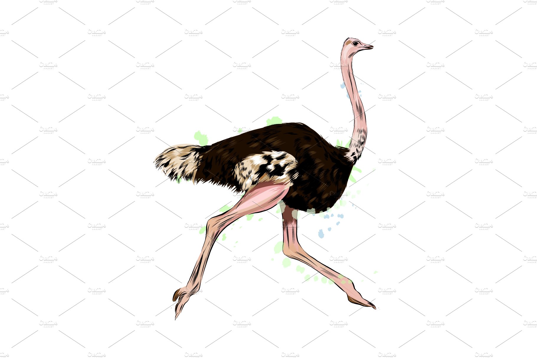 Ostrich from a splash of watercolor cover image.
