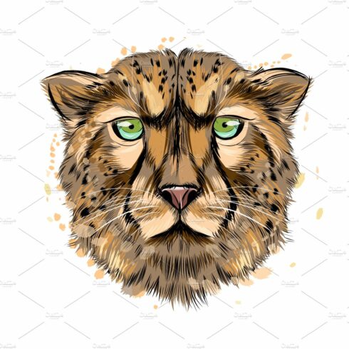 Cheetah head portrait from a splash cover image.