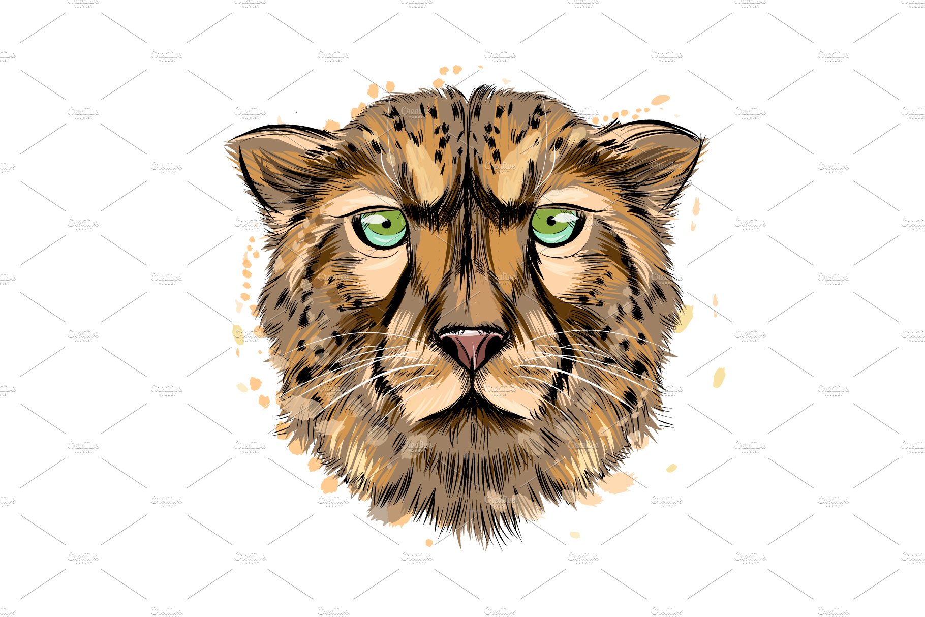 Cheetah head portrait from a splash cover image.
