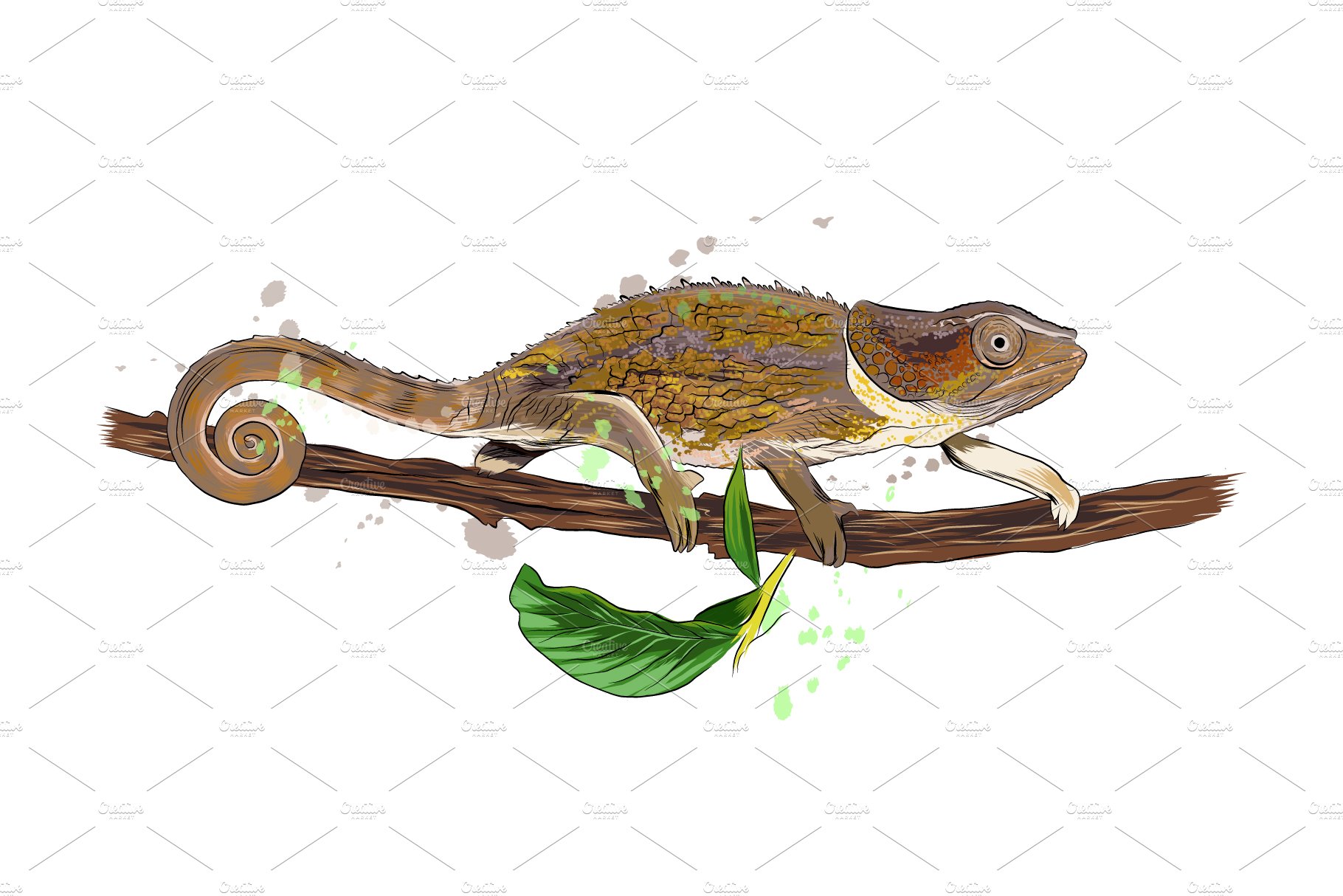 Chameleon from a splash cover image.