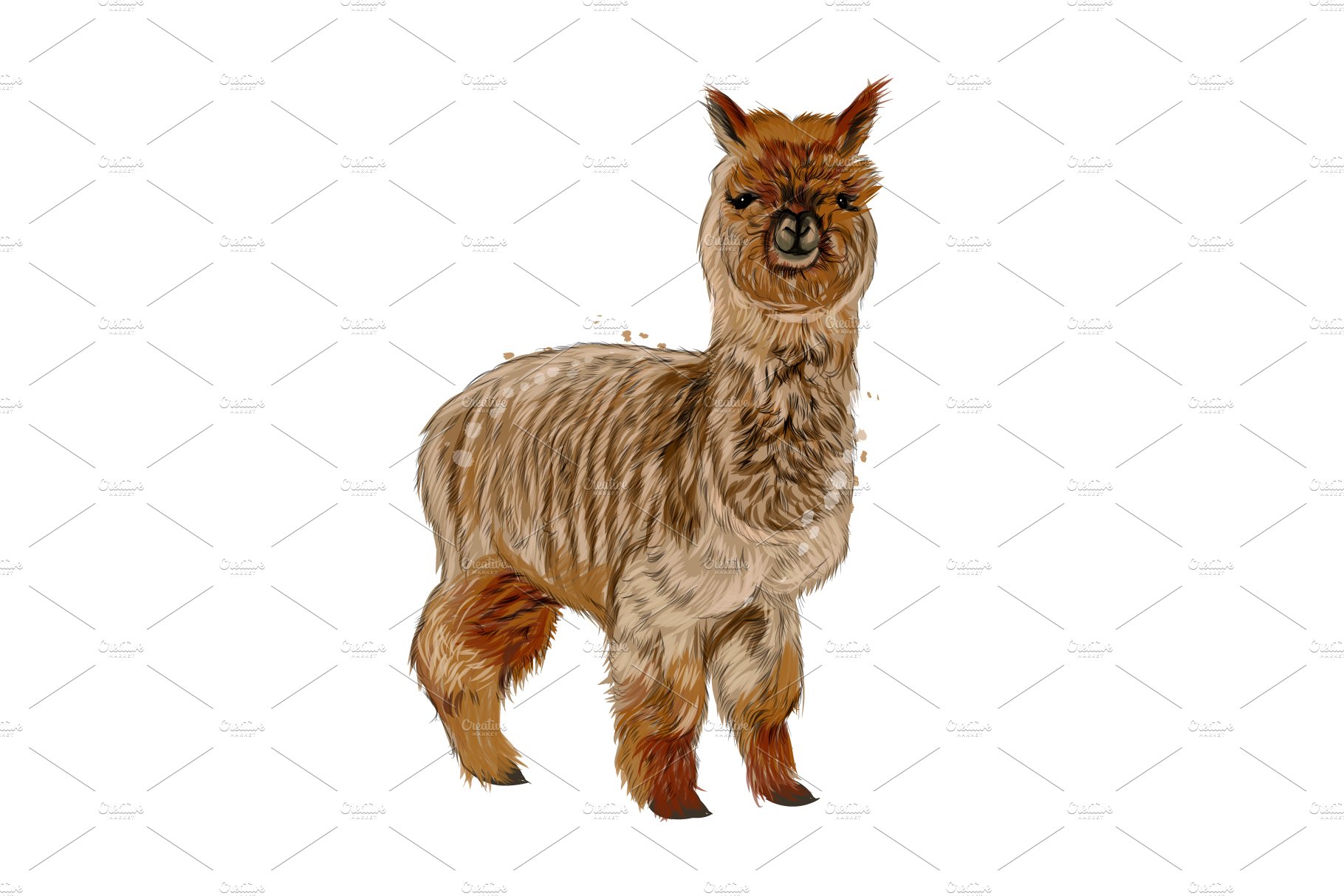 Mountain alpaca, lama cover image.