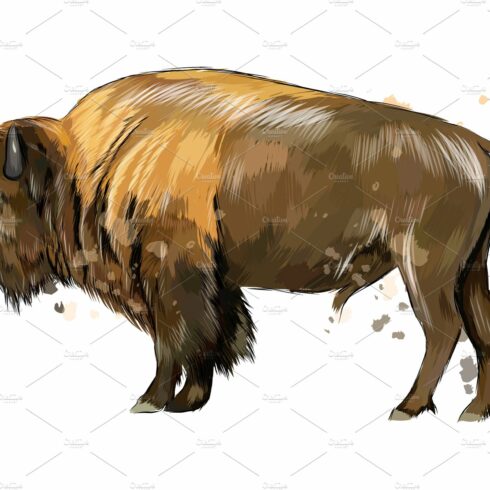 Bison, buffalo from a splash cover image.