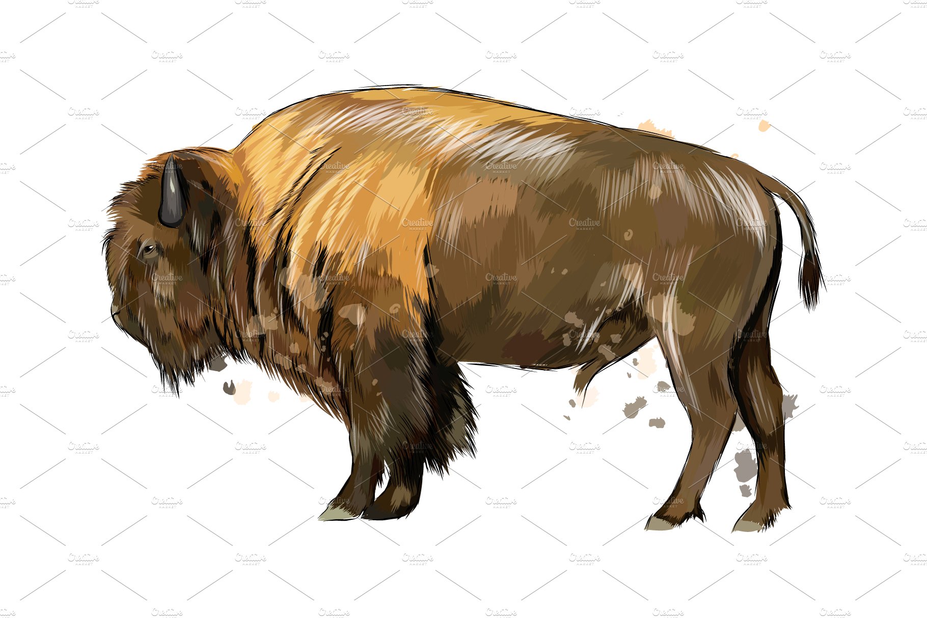 Bison, buffalo from a splash cover image.