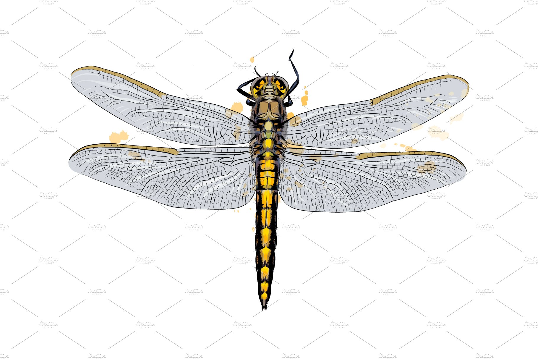 Dragonfly from a splash cover image.