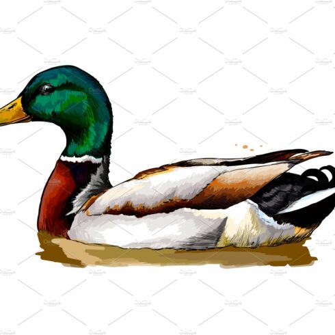 Duck from a splash of watercolor cover image.