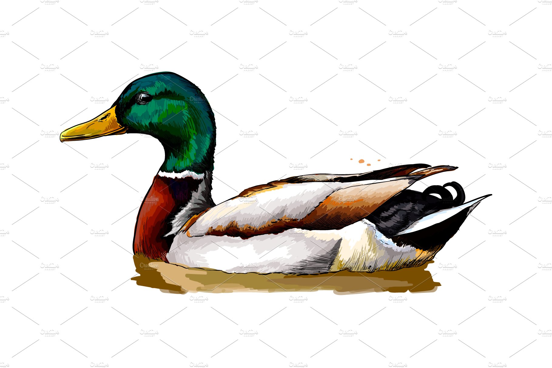 Duck from a splash of watercolor cover image.
