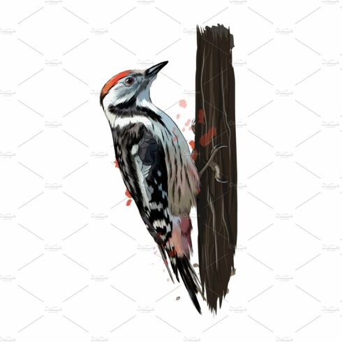 Woodpecker from a splash cover image.