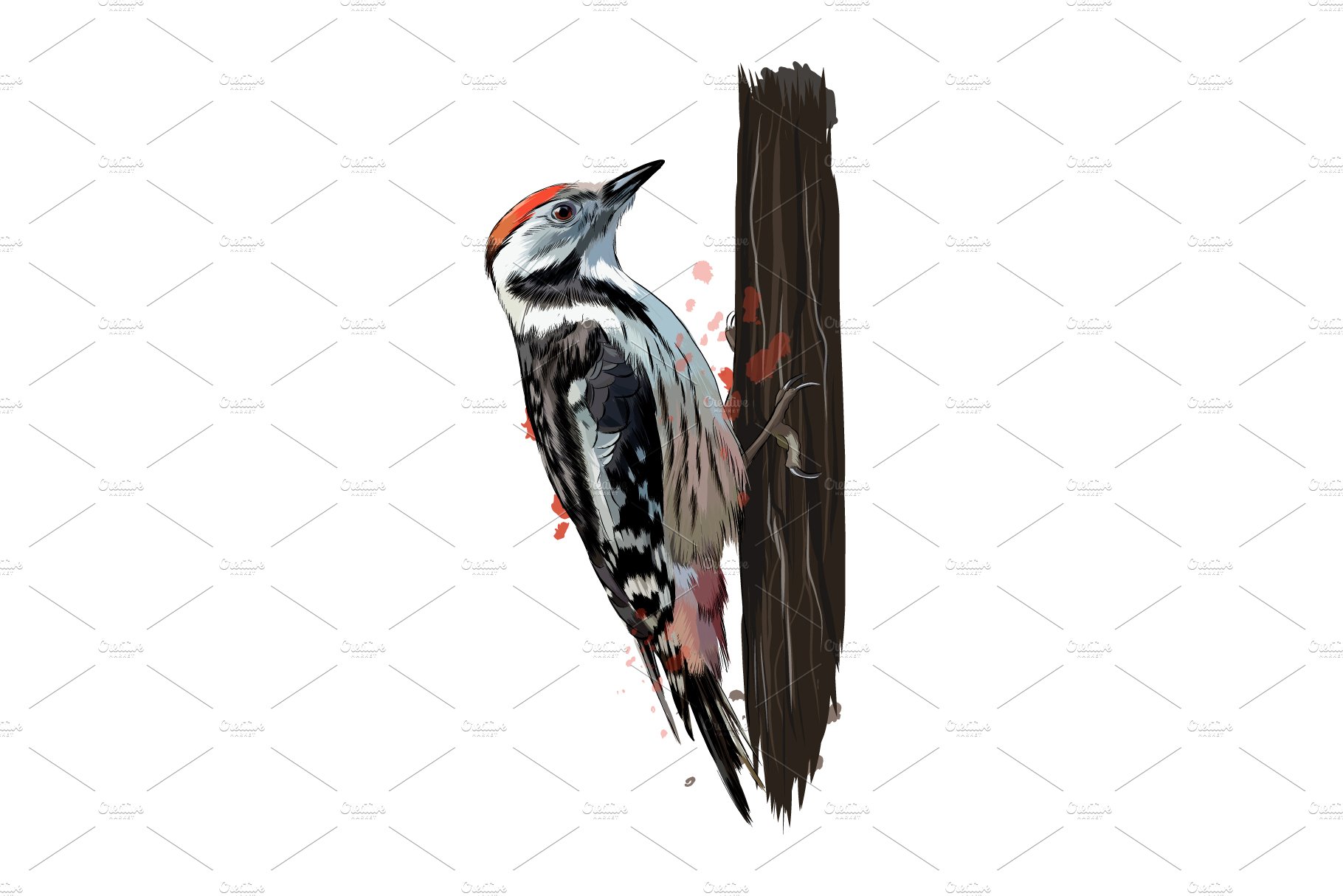 Woodpecker from a splash cover image.