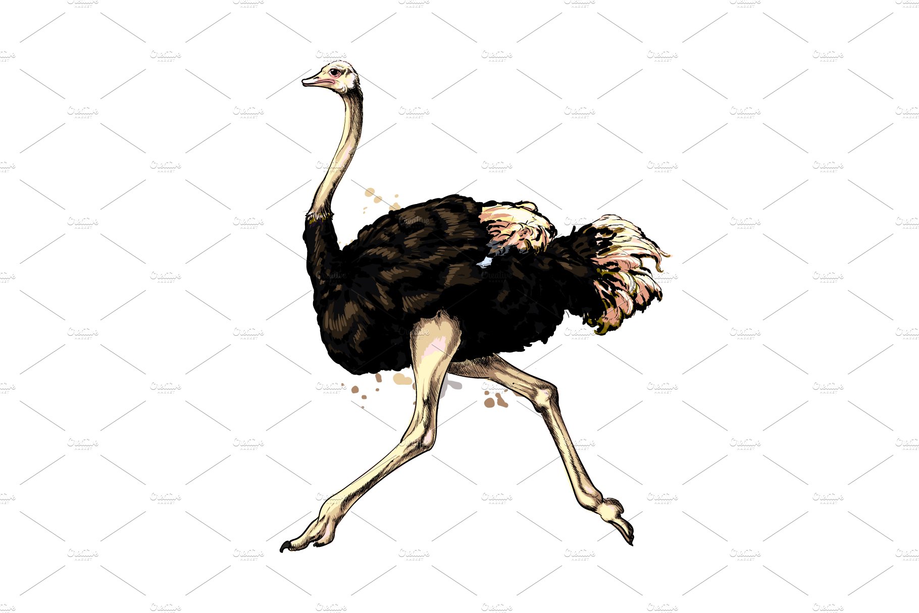 Ostrich from a splash cover image.