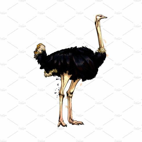 Ostrich from a splash cover image.