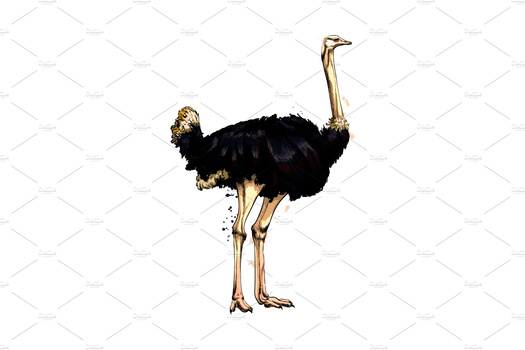 Ostrich from a splash cover image.