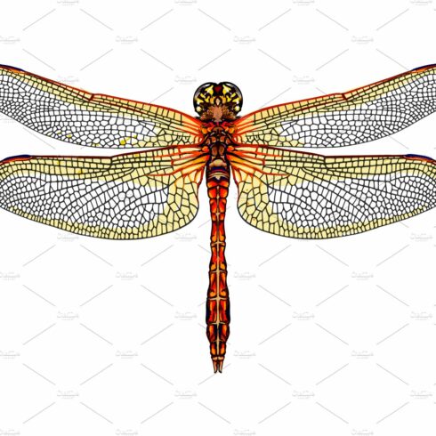 Dragonfly cover image.