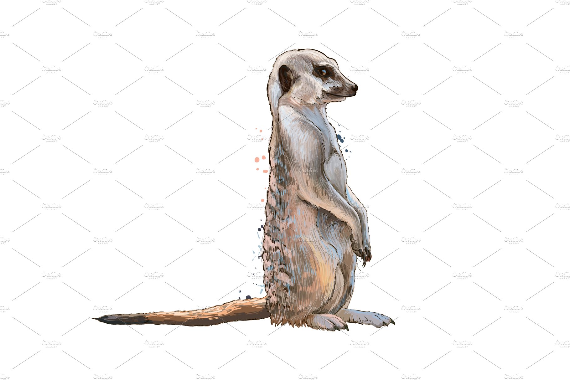 Meerkat from a splash cover image.