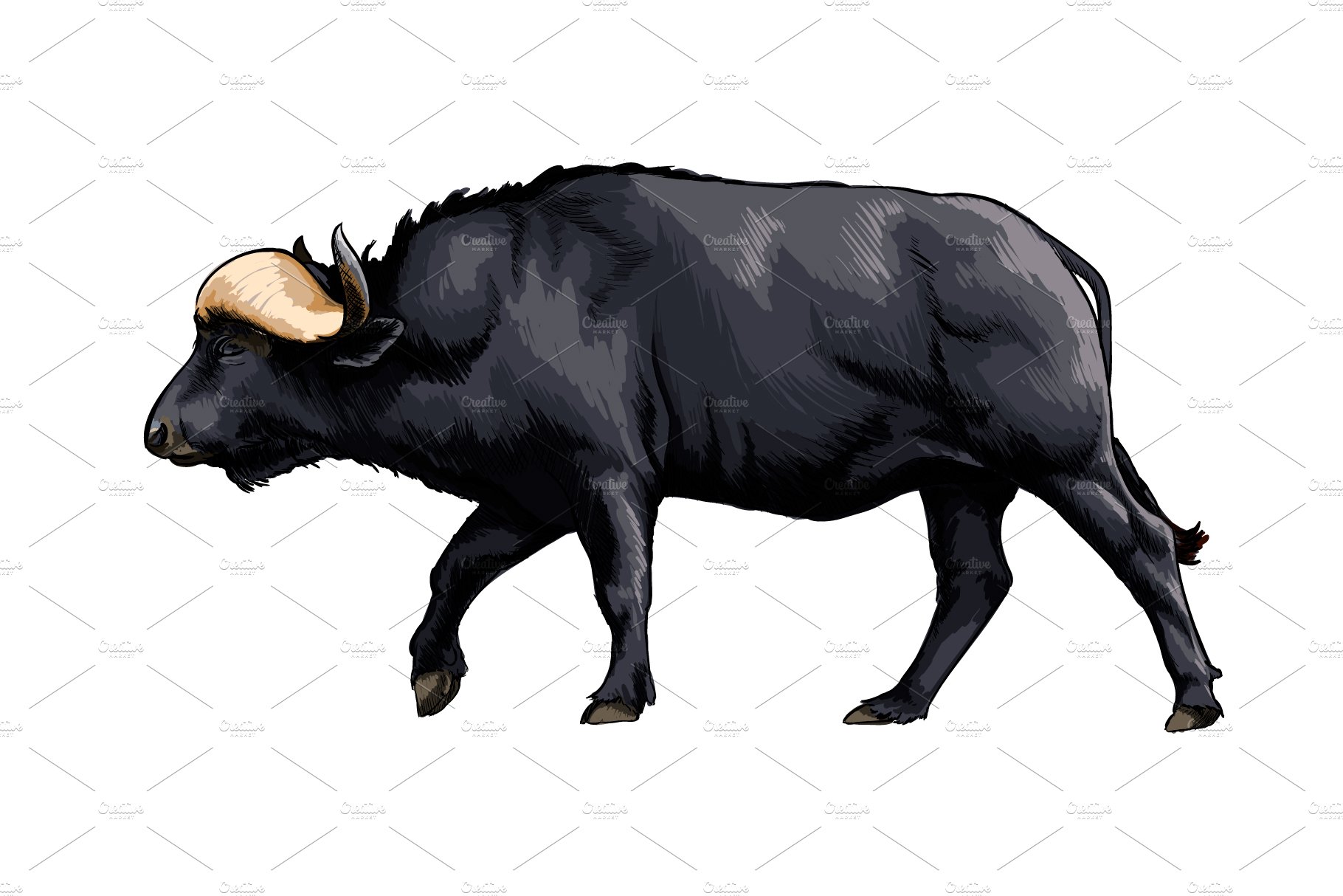 Bison, buffalo cover image.